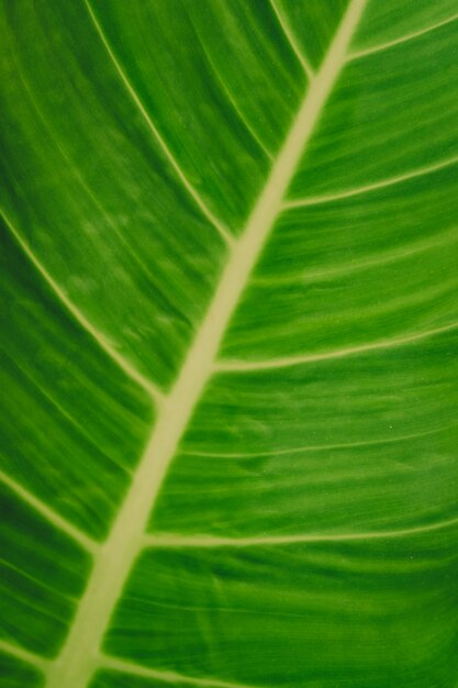 Photo close up of green leaf  background.