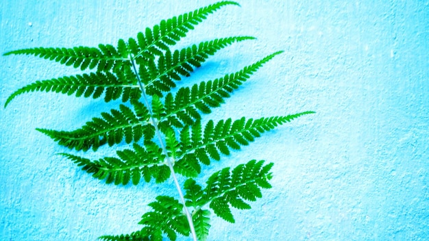 Photo close-up of green leaf on blue background