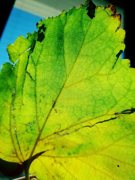 Close-up of green leaf during autumn