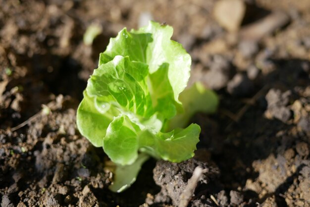 Close-up of green leaf on field