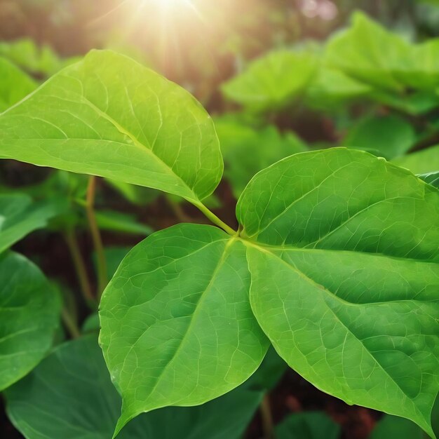 Close up green leaf in the garden for natural background world environment day concept