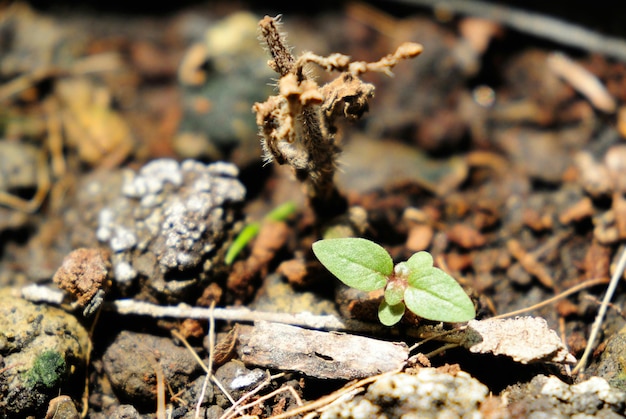 Photo close-up of green leaf growing in field