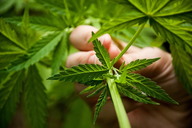 Close-up of green leaf of hemp