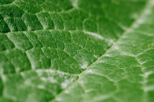 Close-up of green leaf, macro photo of vegetable texture. Selective focus in the middle of the frame.