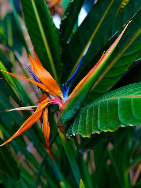 Foto prossimo piano della foglia verde sulla pianta