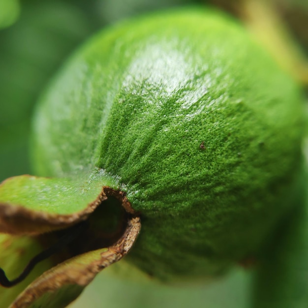 植物の緑の葉のクローズアップ