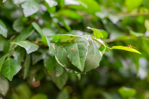 Close-up of green leaf on plant