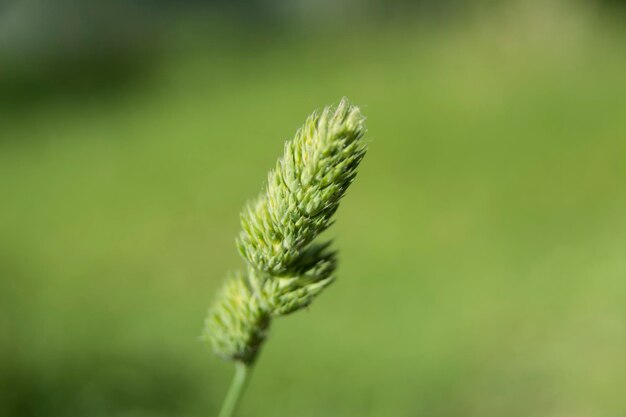 Close-up of green leaf on plant