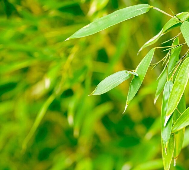 Close-up of green leaf on plant