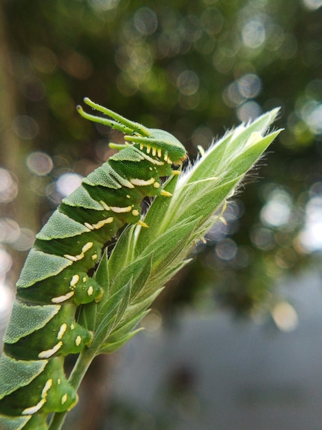 Photo close-up of green leaf on plant