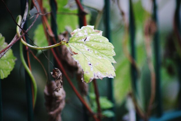 Photo close-up of green leaf on plant