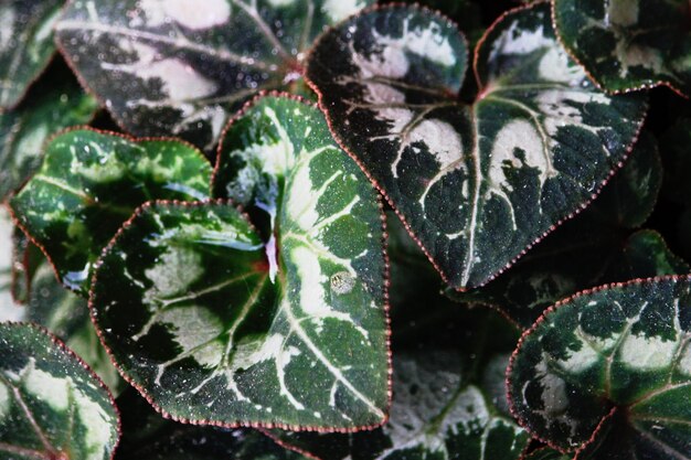 Close-up of green leaf on plant