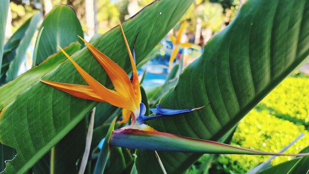 Foto prossimo piano della foglia verde sulla pianta