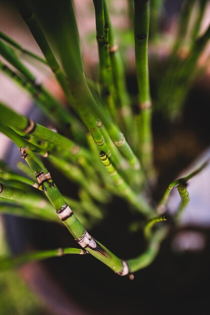 Foto prossimo piano della foglia verde sulla pianta