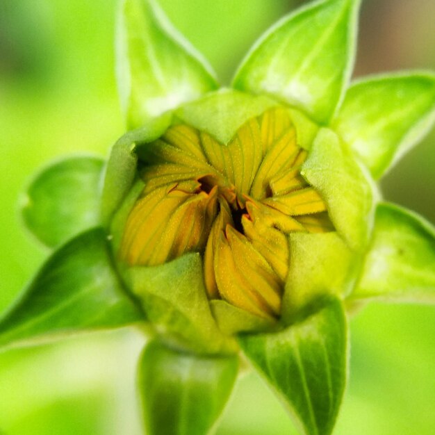 Foto prossimo piano della foglia verde sulla pianta