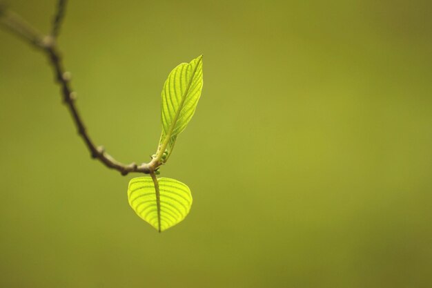 Photo close-up of green leaf on plant