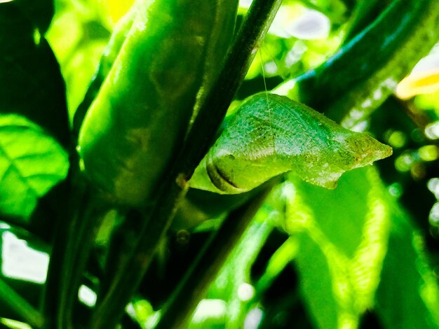 Close-up of green leaf on plant