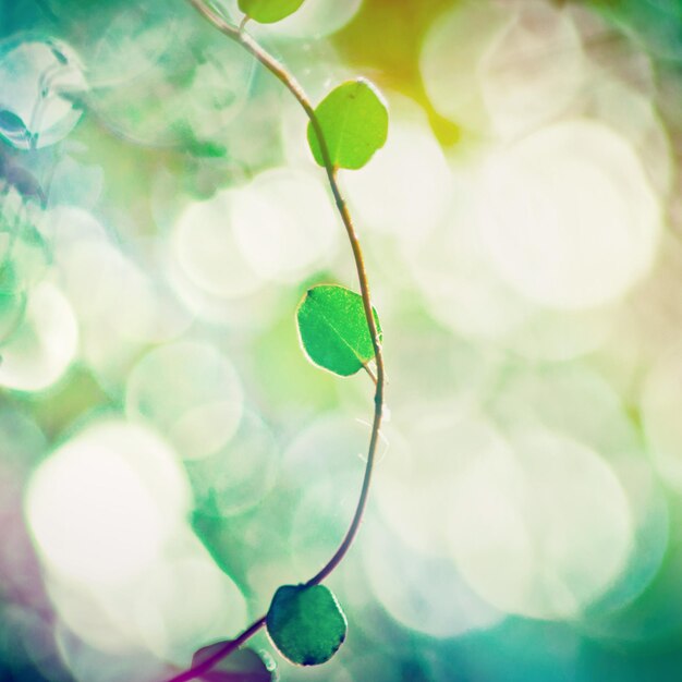 Foto prossimo piano della foglia verde sulla pianta