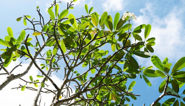 Close up of green leaf and plants been in nature