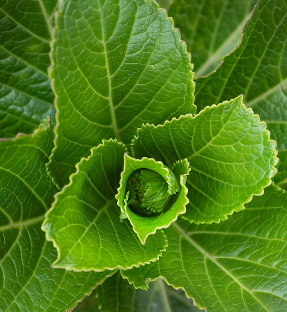 緑の葉と植物のクローズアップは自然にありました