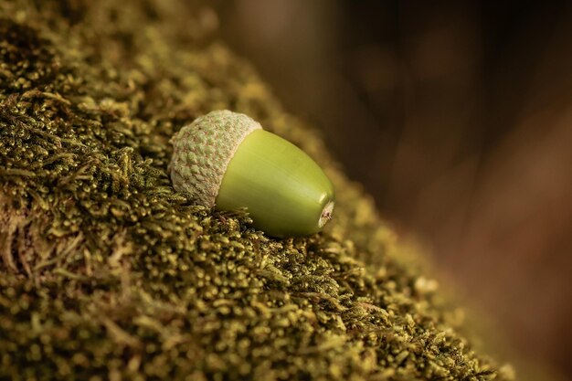 Close-up of green leaf on rock