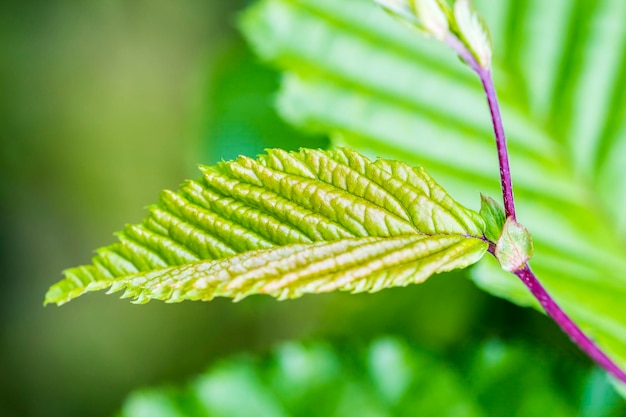 close-up of green leaf on stem