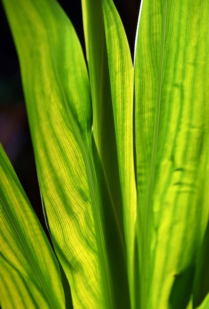 Close up of a green leaf in sunlight