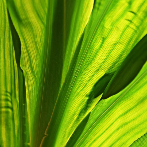 Close up of a green leaf in sunlight