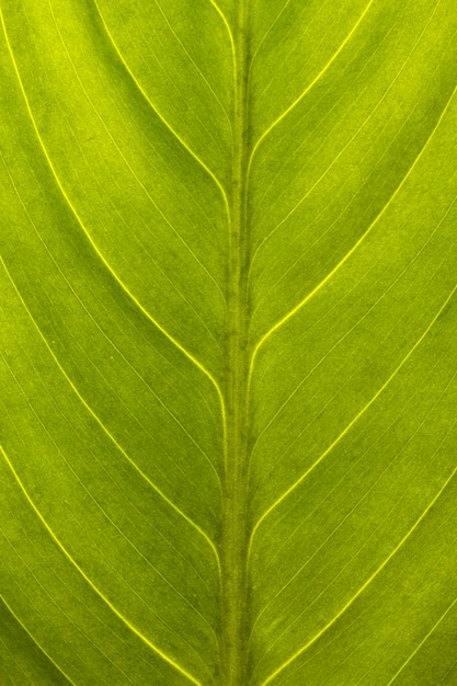 Foto primo piano della superficie della foglia verde