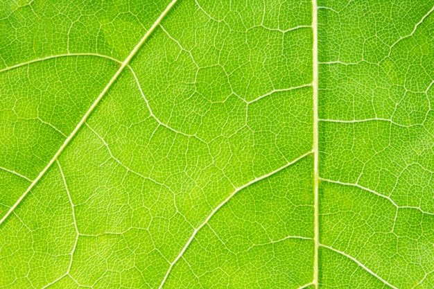 Primo piano della foglia verde. trama o sfondo