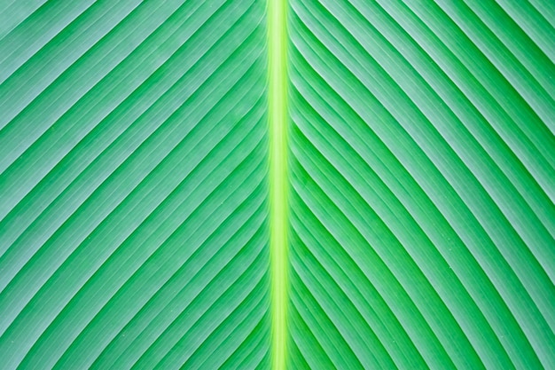 Close up green leaf texture background