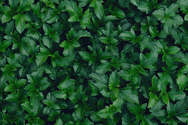 Foto sfondo di consistenza di foglia verde da vicino