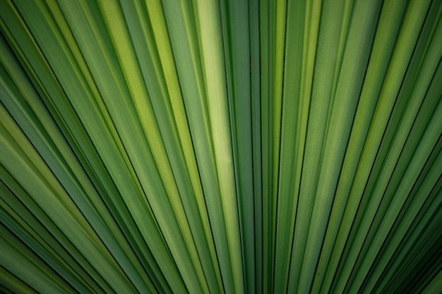 Foto prossimo piano della consistenza della foglia verde