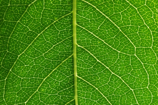 Close up of green leaf texture