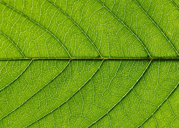 Close up of green leaf texture