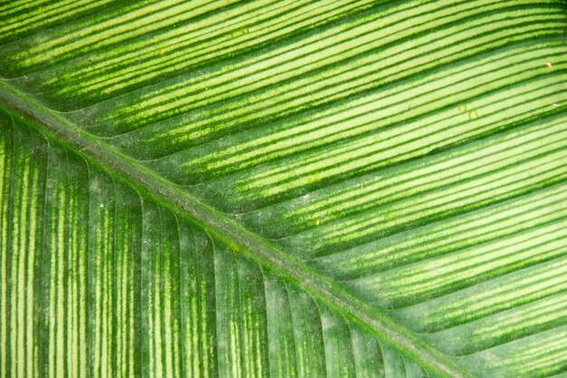 Close up of green leaf texture