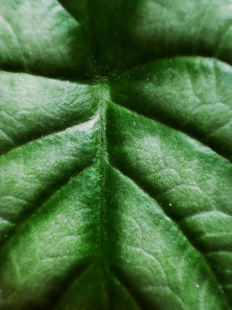 Close up green leaf texture