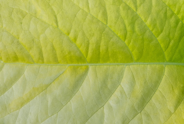 Close up green leaf texture