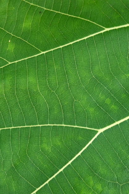 Текстура листьев зеленого цвета близкая вверх