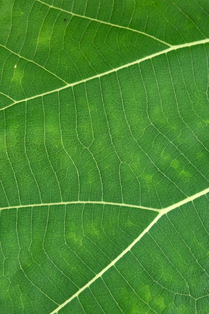 Close Up Of Green Leaf Texture