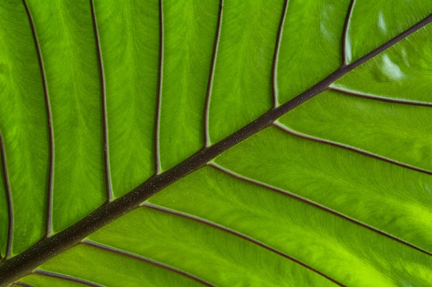 Close up green leaf texture