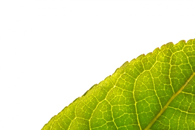 Close up of green leaf with copy space