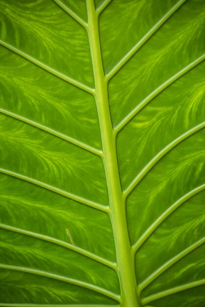 A close up of a green leaf with the green veins visible.