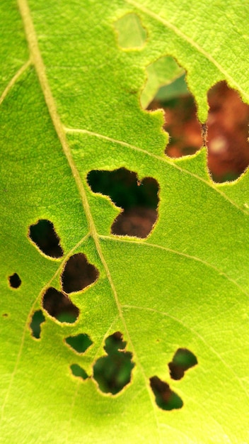 Foto prossimo piano di una foglia verde con i buchi