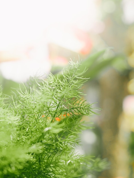 Close up green leaf with sunlight