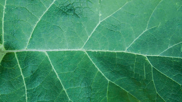 A close up of a green leaf with the veins visible.