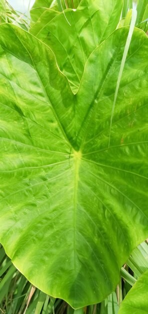 Photo close up of a green leaf with water drops