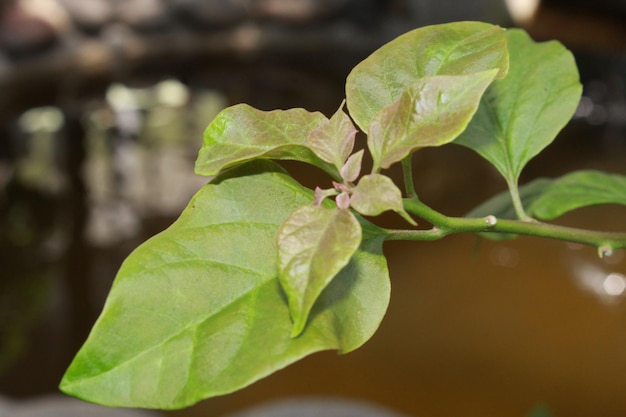 Foto un primo piano di una foglia verde con sopra la parola amore