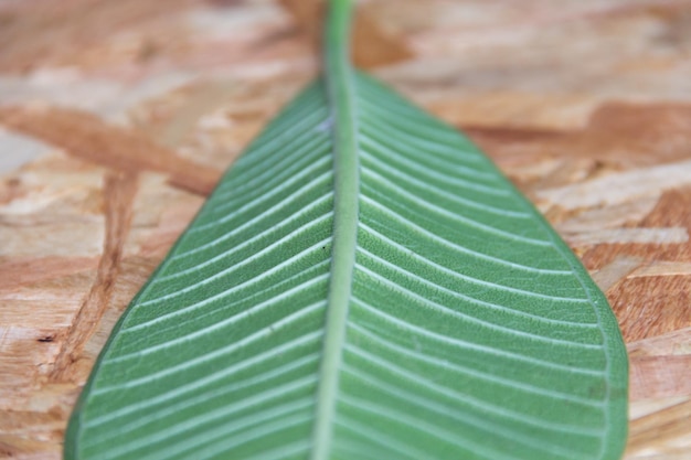 Foto prossimo piano di una foglia verde