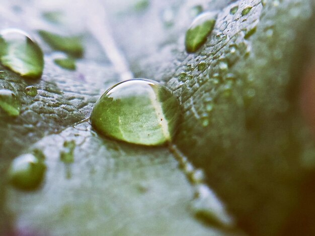 Foto prossimo piano di una foglia verde